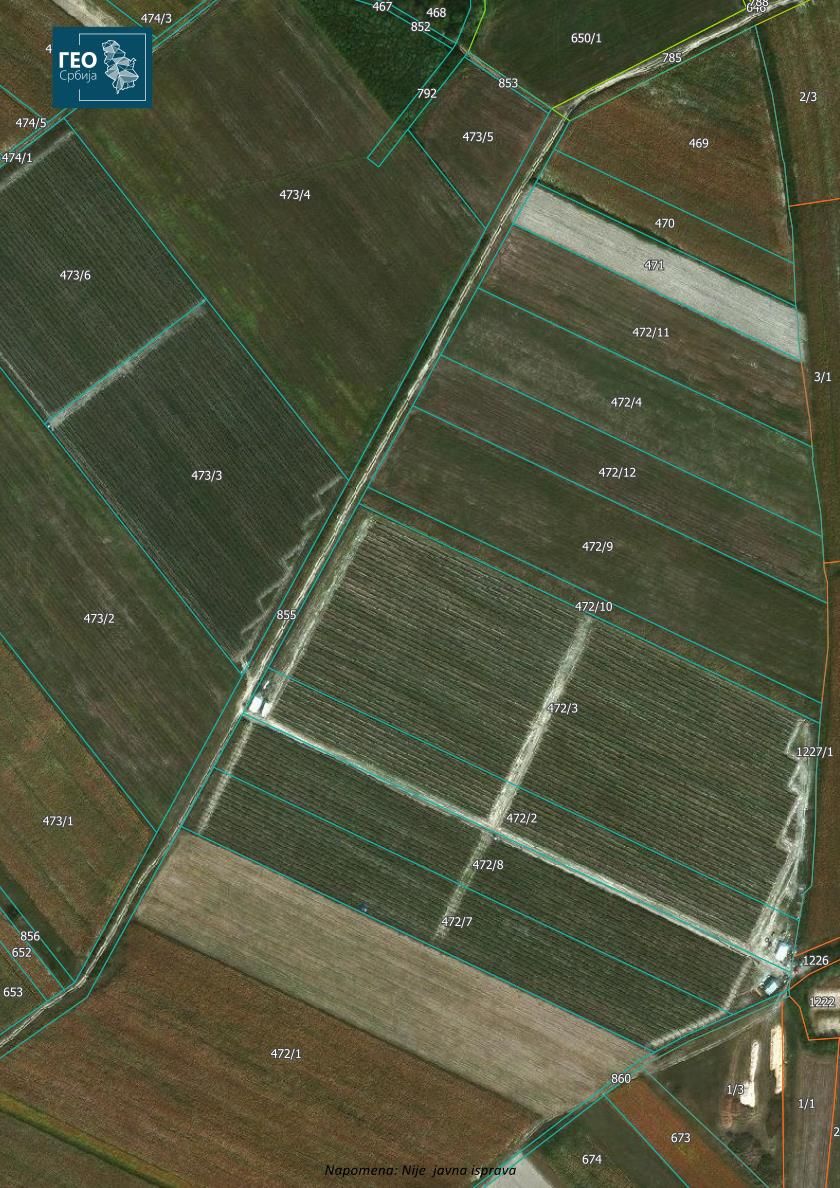 Prodajem zasad borovnice Sabac Varna 5