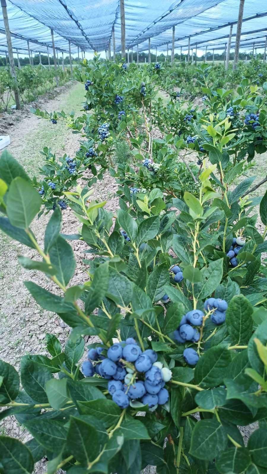 Prodajem zasad borovnice Sabac Varna 3