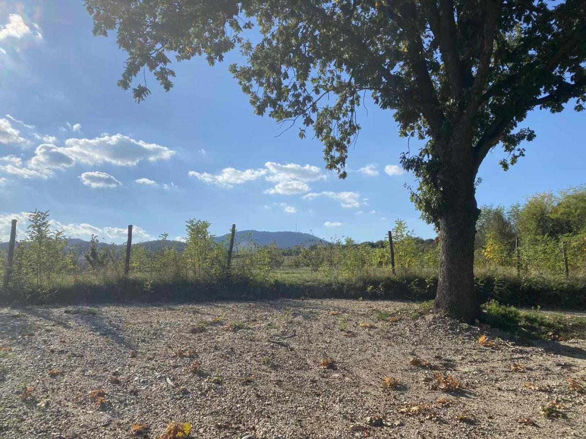 ORGANSKA plantaža - lešnik u celini 8