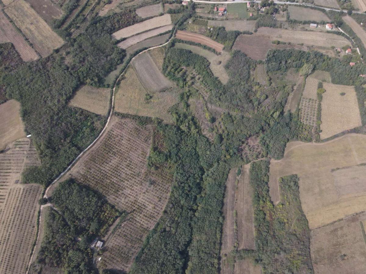 ORGANSKA plantaža - lešnik u celini 2