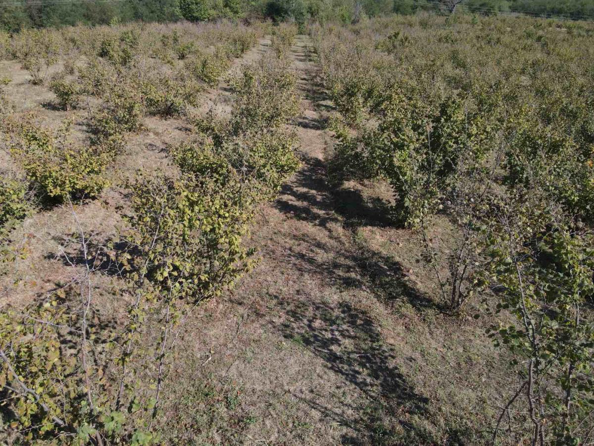 ORGANSKA plantaža - lešnik u celini 3