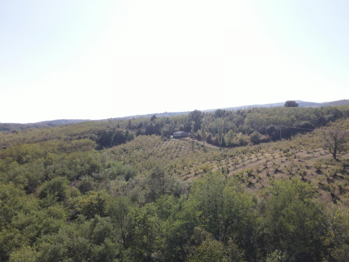 ORGANSKA plantaža - lešnik u celini 6