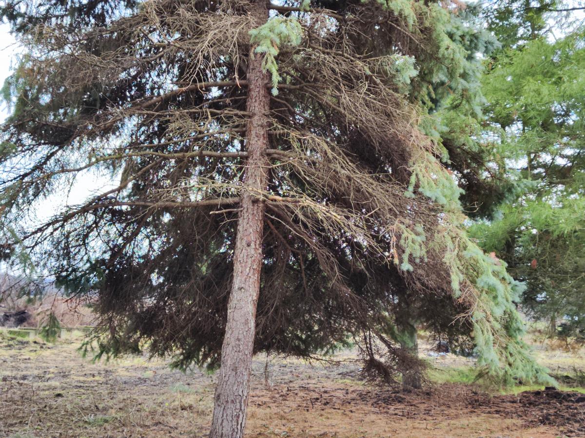 Gradjevinsko zemljište veće površine sa poslovnim objektima na glavnom putu u Glogovcu 14