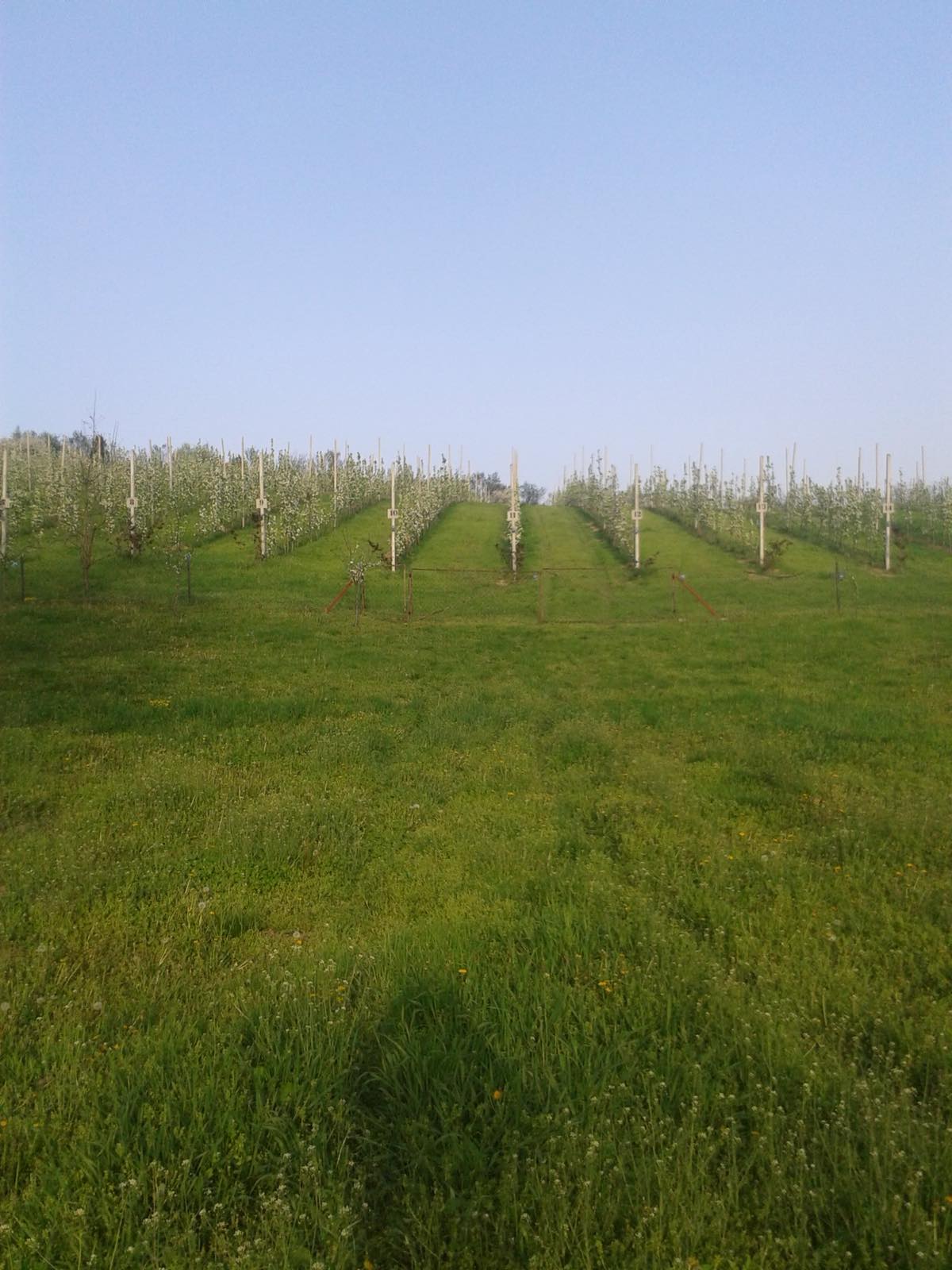 Vikendica Krcedin Sl Vinogradi 5