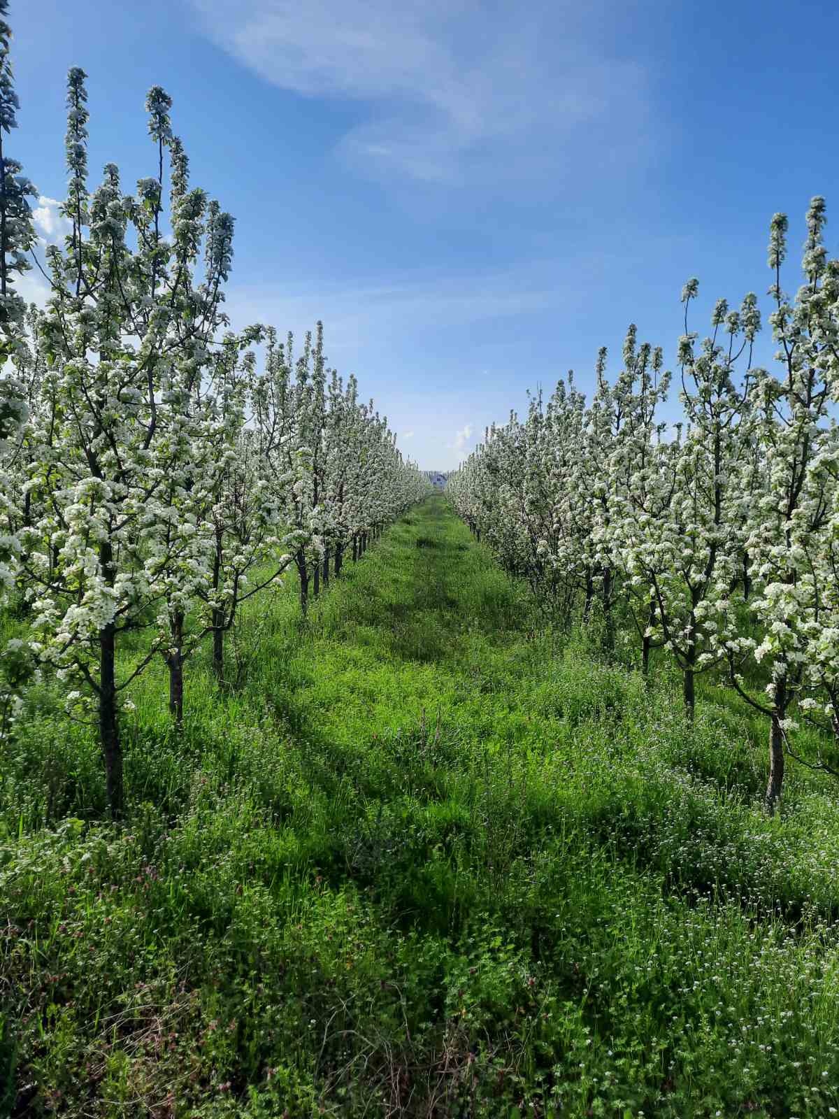 Prodajem zasad kruske 1