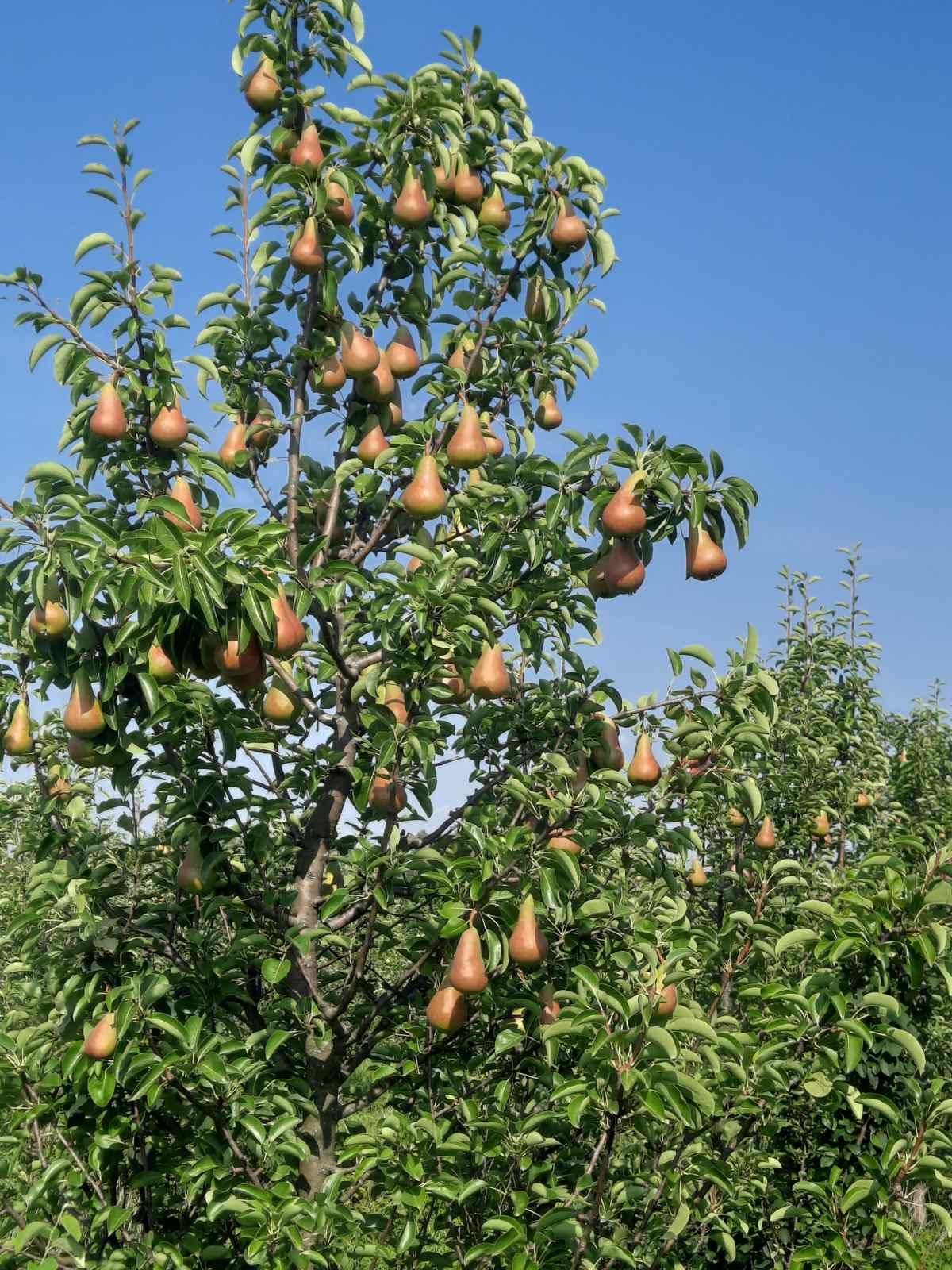 Prodajem zasad kruske 4