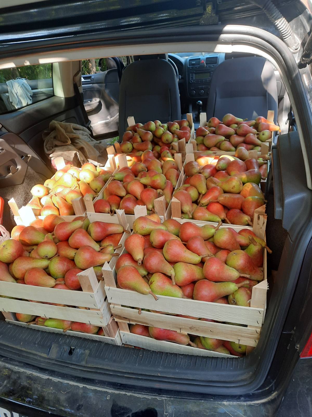 Prodajem zasad kruske 5