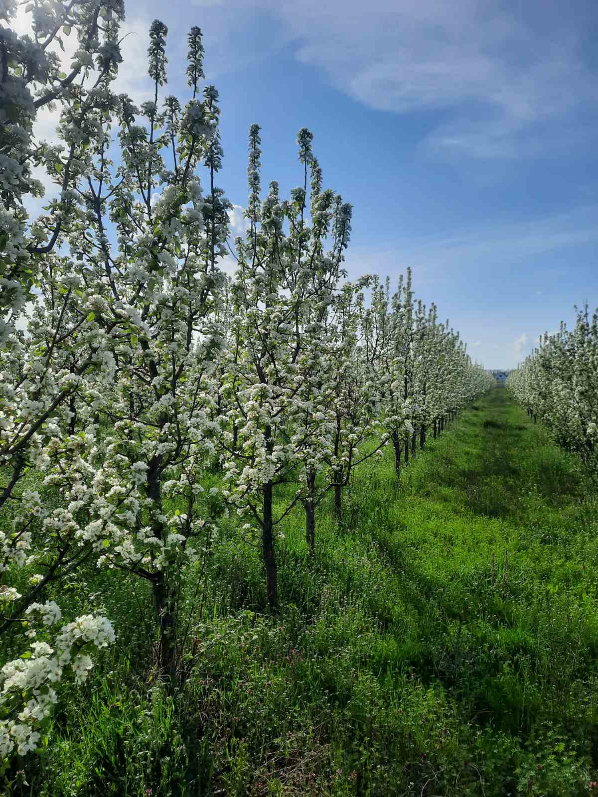 Prodajem zasad kruske 2