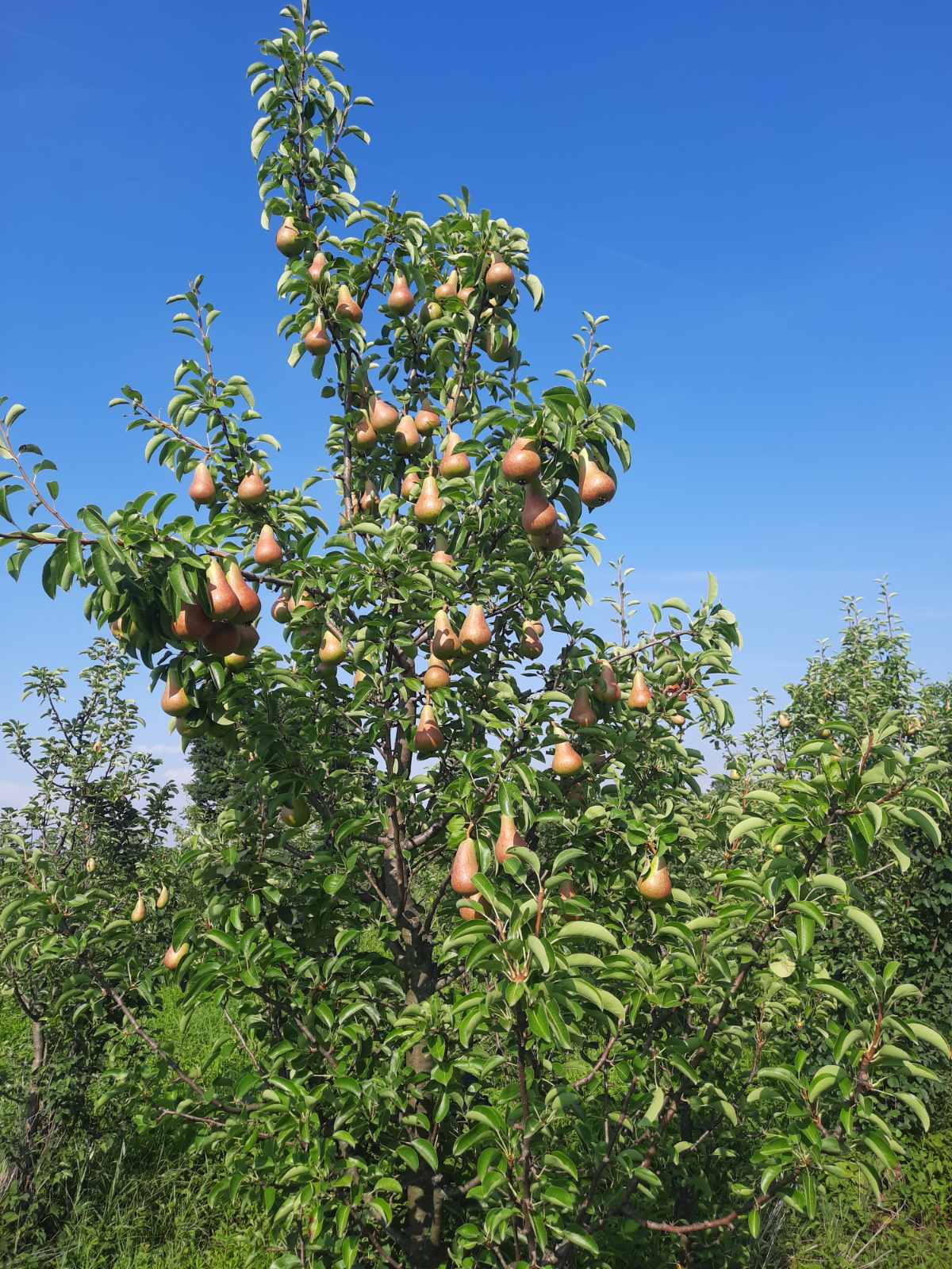 Prodajem zasad kruske 3