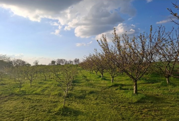 Vocnjak sa hladnjacom 1