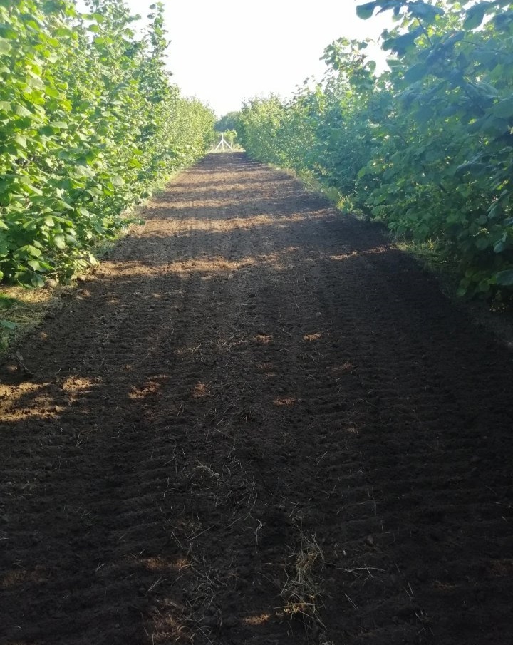 Prodajem zasad lesnika 4