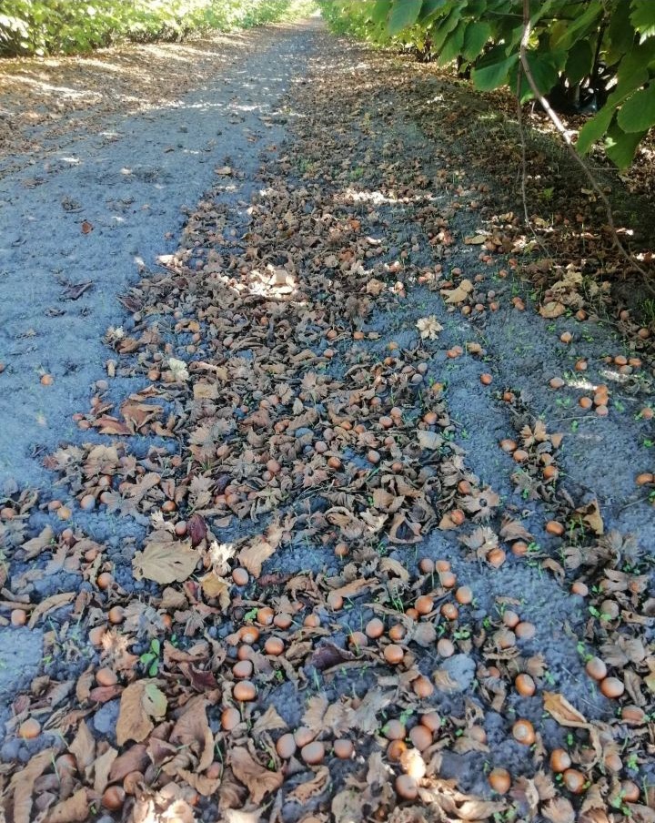 Prodajem zasad lesnika 5