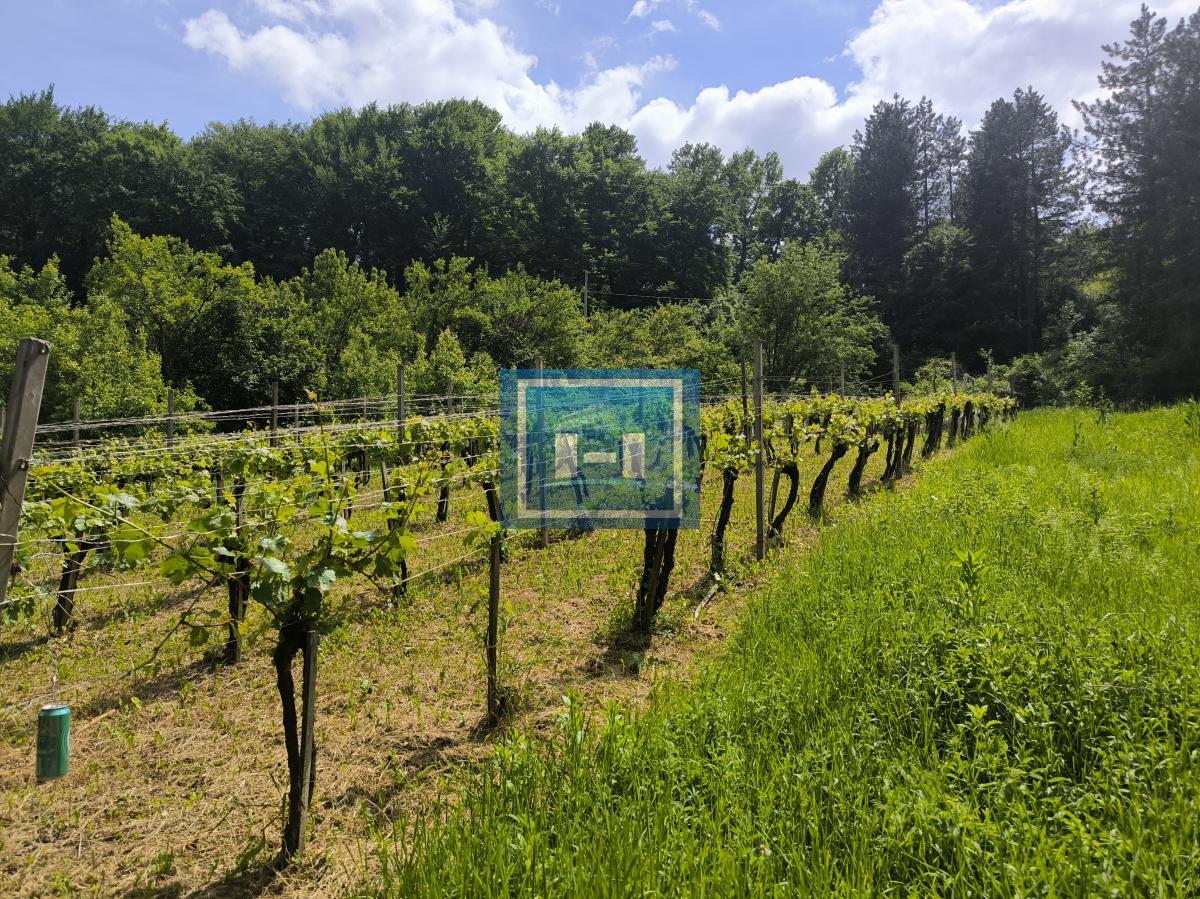 Kompletno opremljeno imanje 82 ara – dve kuće, bazen, ribnjaci, vinograd! 6