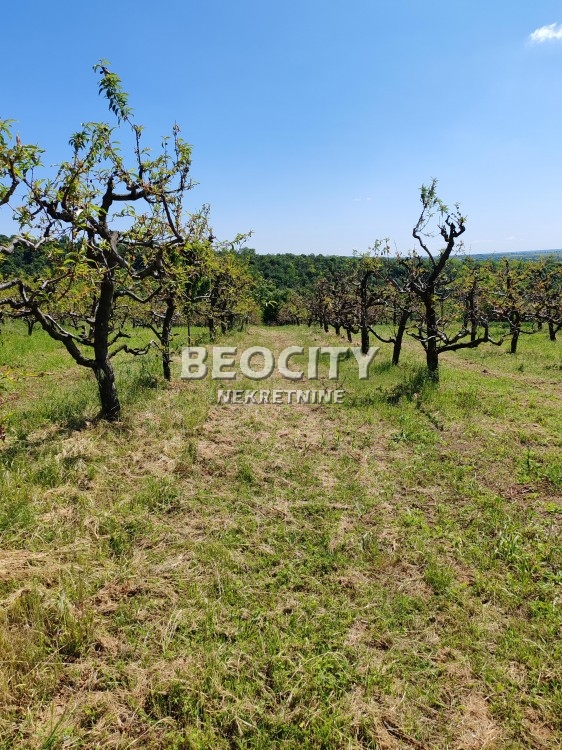 Plac, Fruškogorska ID: 118622 3