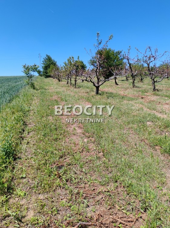 Plac, Fruškogorska ID: 118622 5