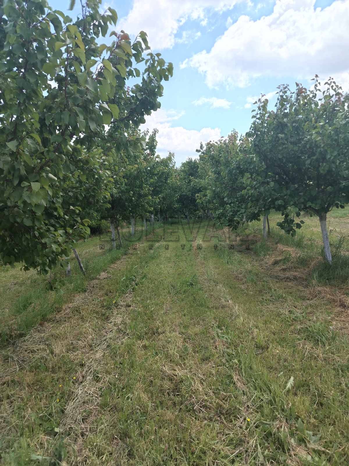 četvorosobna kuća, 160 m2, Pajsijević, Pajsijević ID: p-014121 10