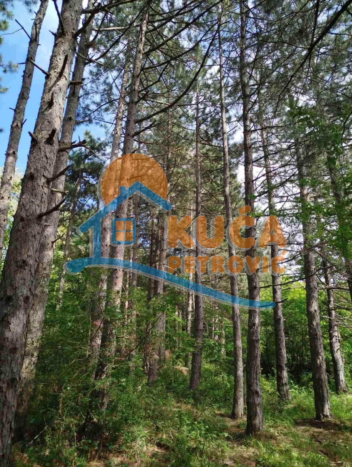 Plac, Palilula, Berbatovo ID: p-014157 2