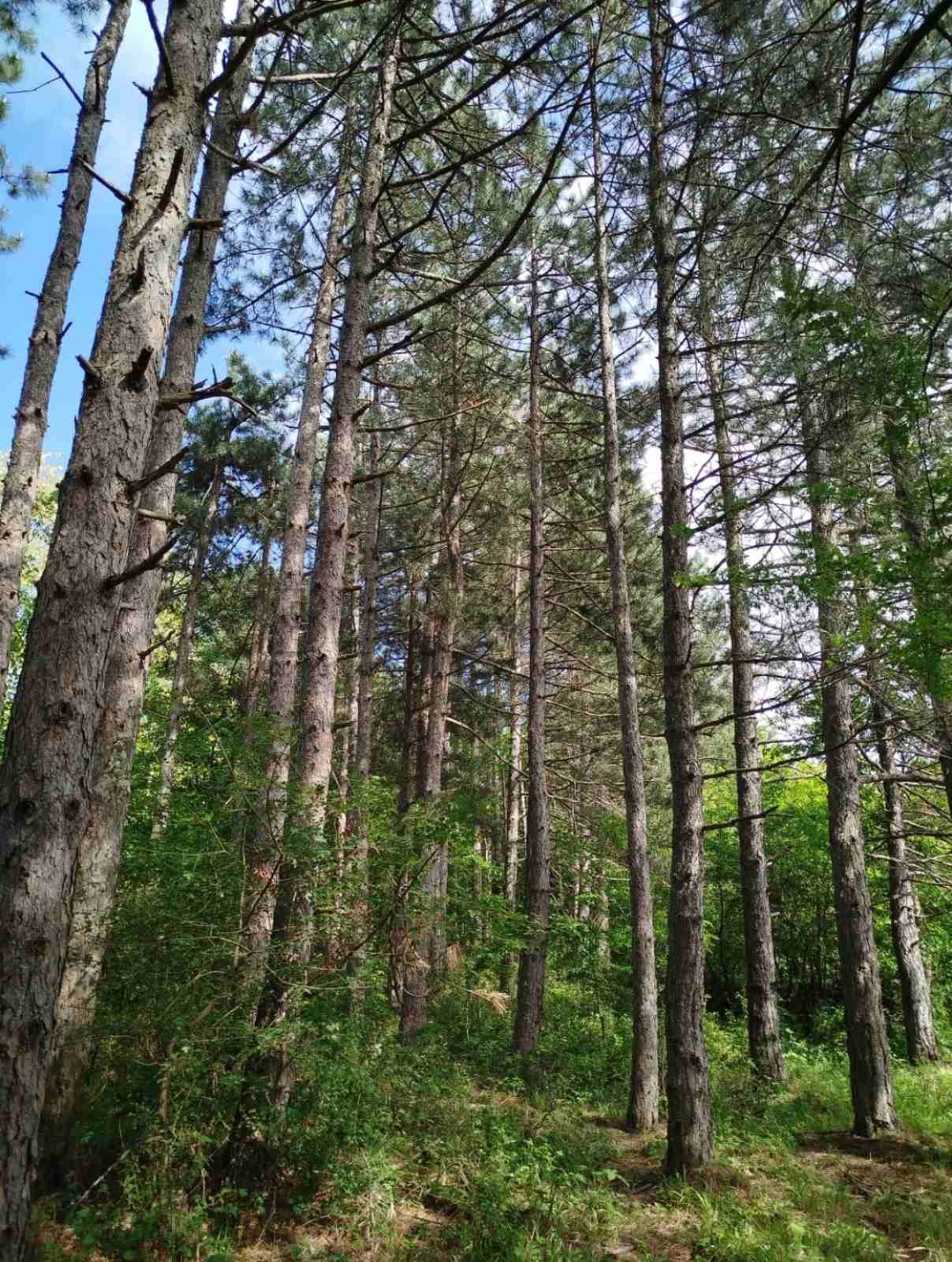 Plac, Palilula, Berbatovo ID: p-014157 2