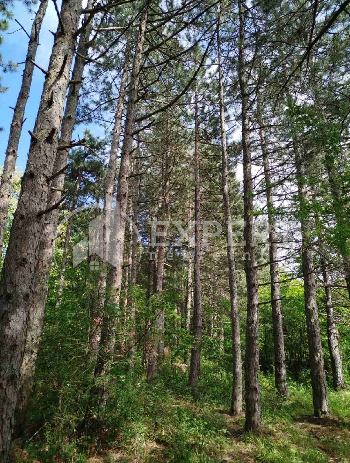 Plac, Palilula, Berbatovo ID: p-014157 2