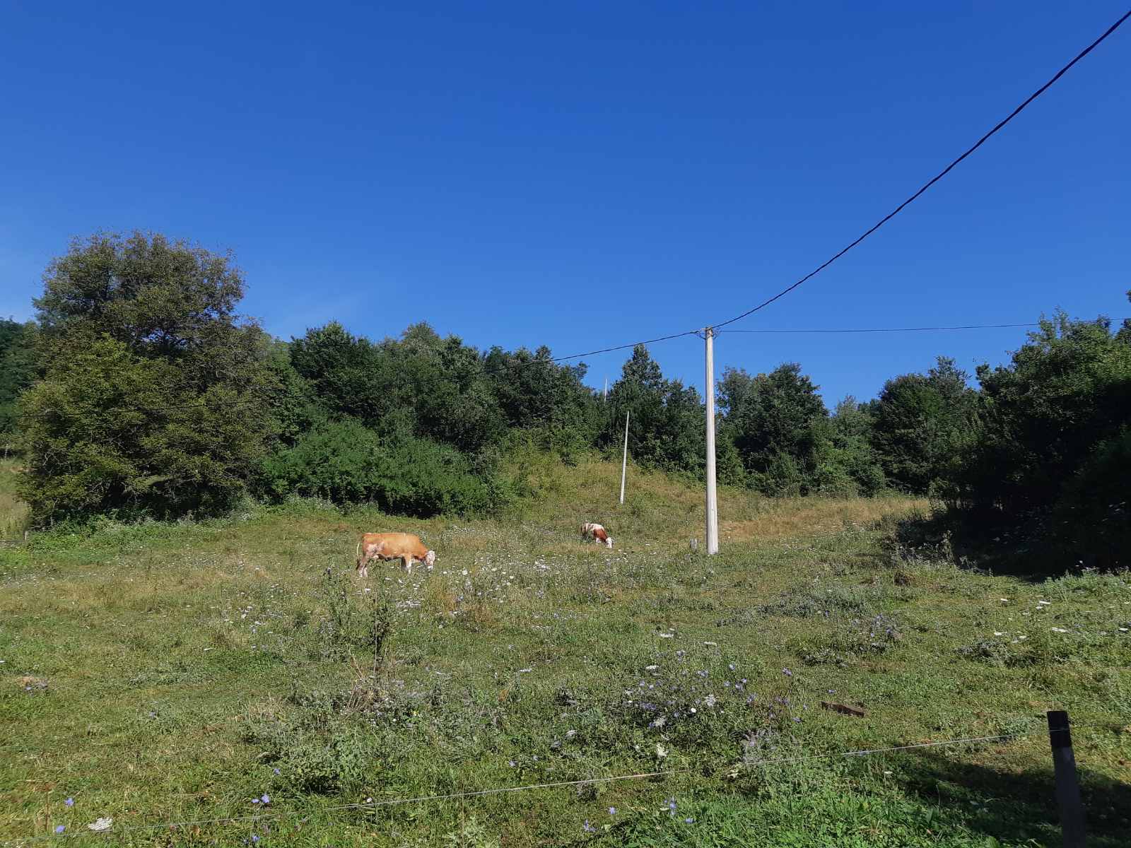 HITNO prodajem imanje u selu Zivica Lucani 2