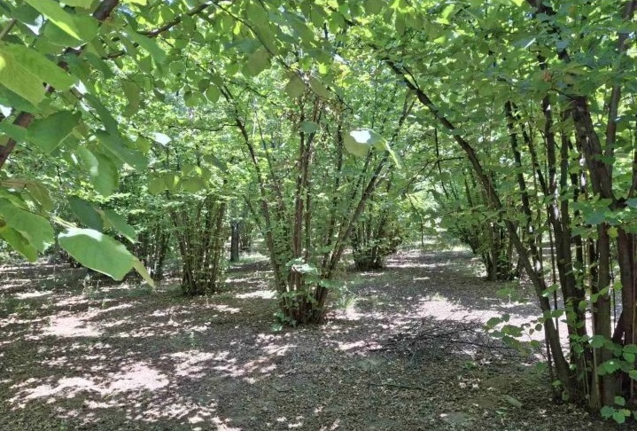 Prodajem zasad lesnika 1