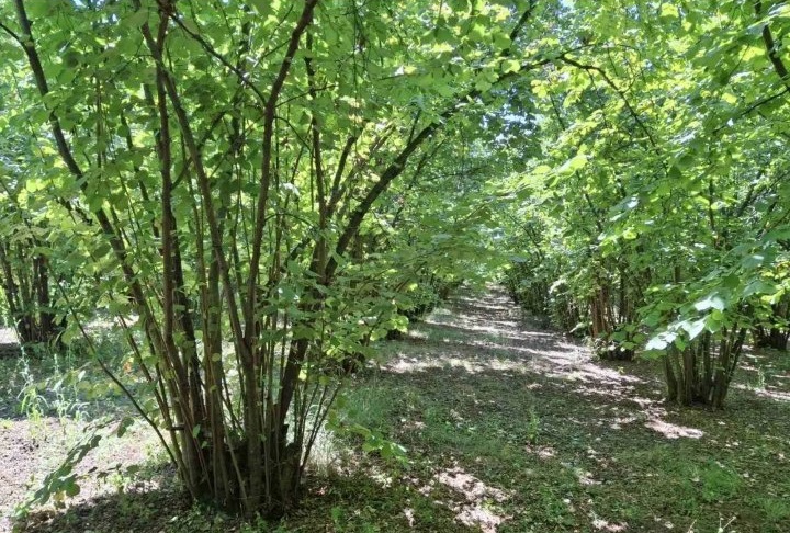 Prodajem zasad lesnika 2