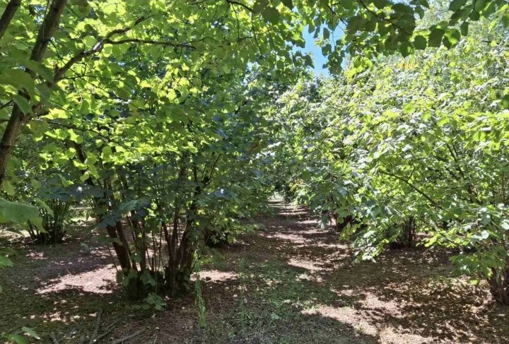 Prodajem zasad lesnika 3