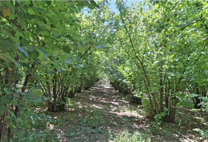 Prodajem zasad lesnika 4