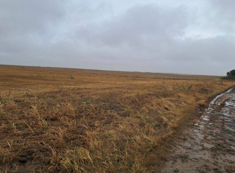 Prodajem zemljiste Irig Neradin 1