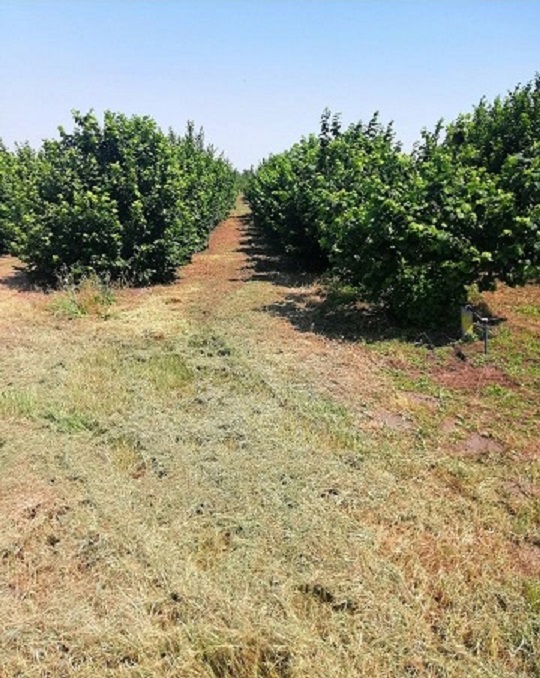 Prodajem zasad lesnika 1