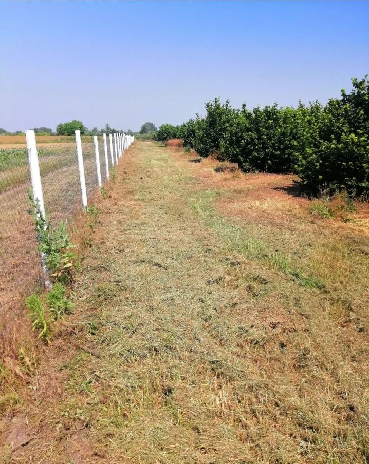 Prodajem zasad lesnika 2