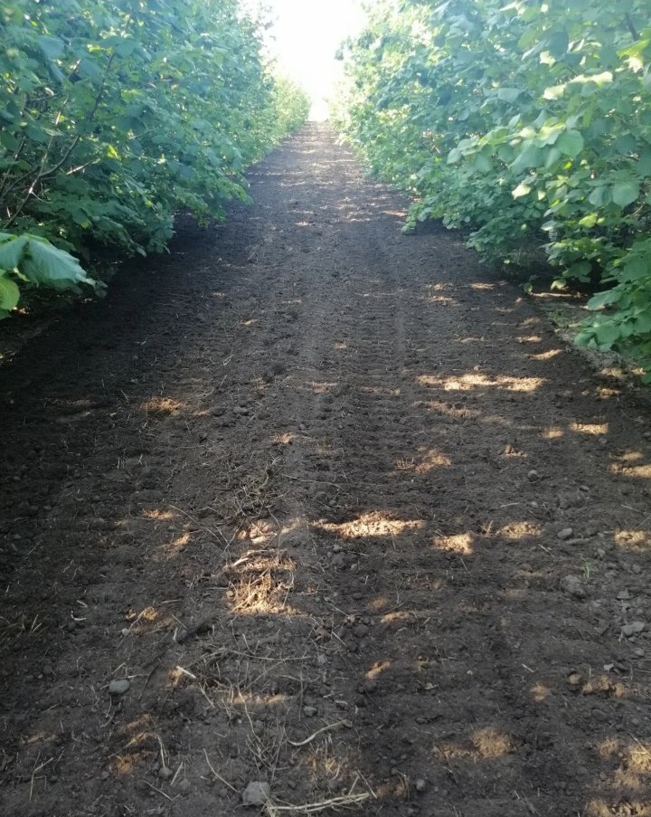 Prodajem zasad lesnika 3