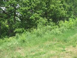 Prodajem plac opstina Cukarica 1