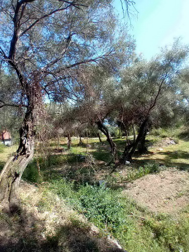 Herceg Novi  građevinski placevi na 1 7 km od centra 1