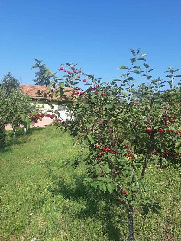 Brestovik vikendica za renoviranje i vocnjak 3