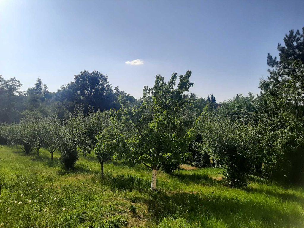 Brestovik vikendica za renoviranje i vocnjak 5