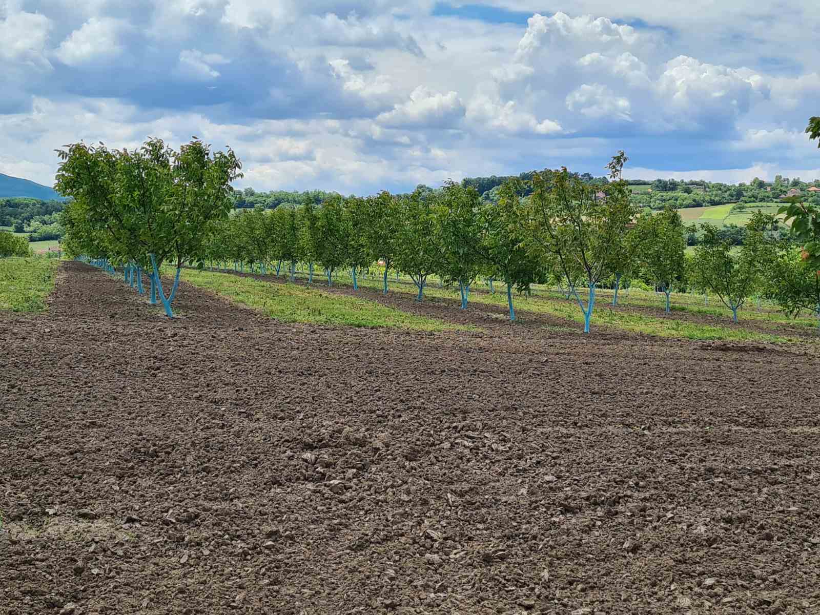 Fantasticno imanje 3 5ha nadomak Beograda 2