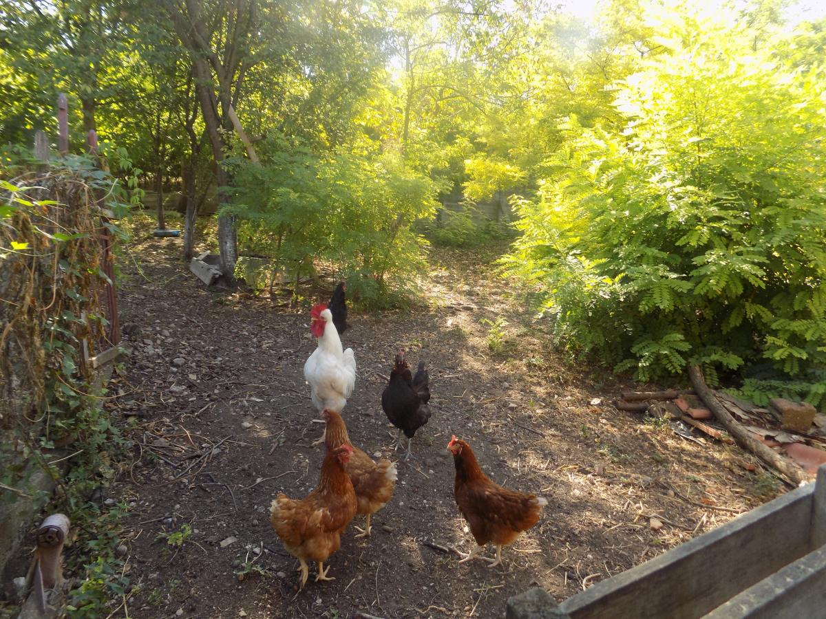 Na prodaju seosko domaćinstvo 22