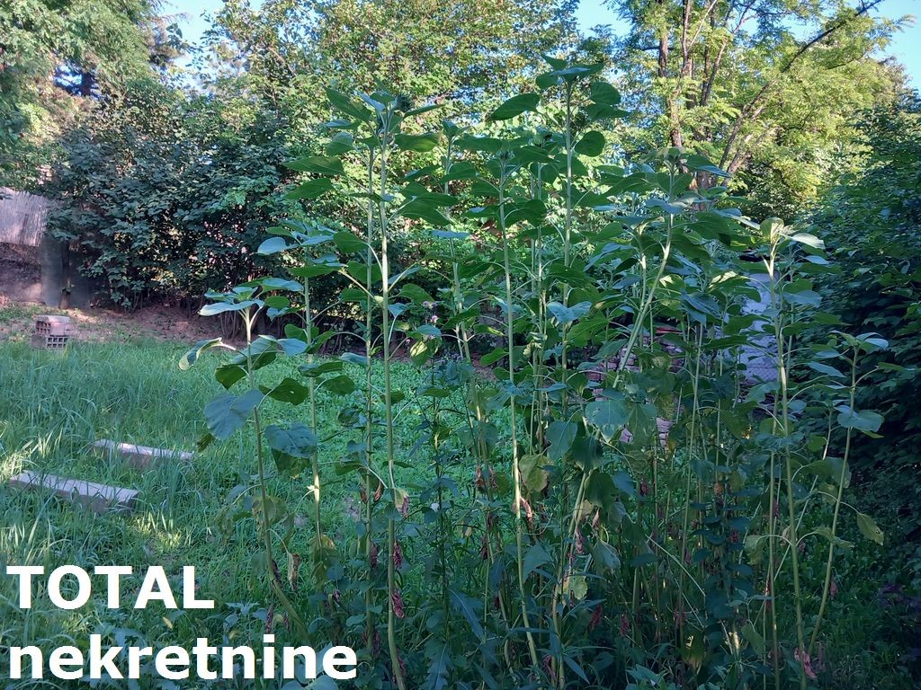 Kuca,SREMSKA KAMENICA,CARDAK,kv: 177.00, € 175100, ID: 3079568 27