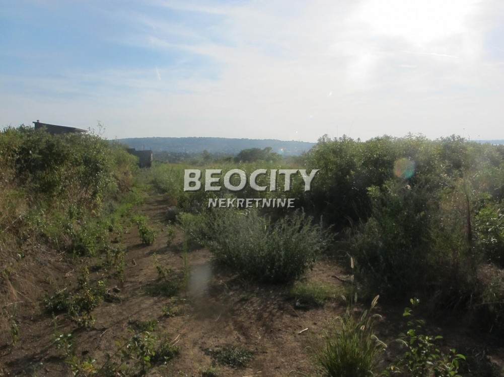 Plac, Palilula ID: 122115 3