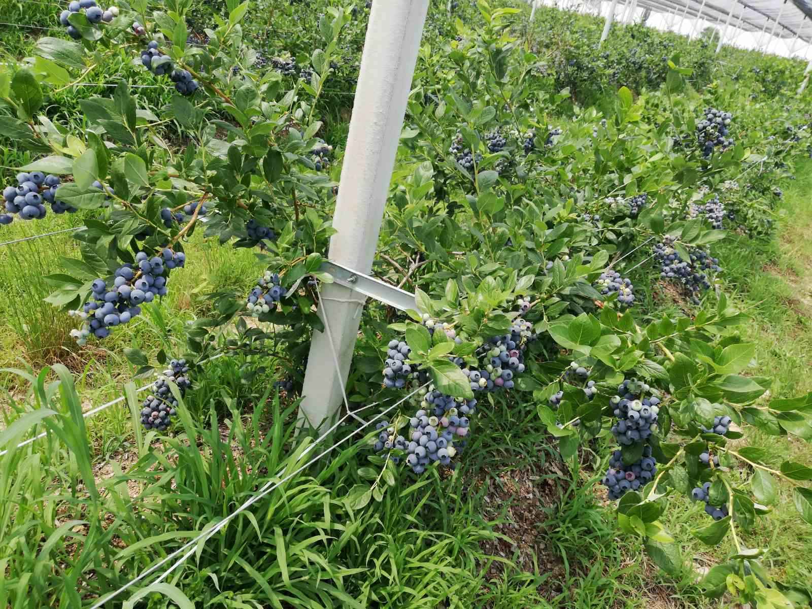 Prodajem zasad borovnice Sabac Varna 2
