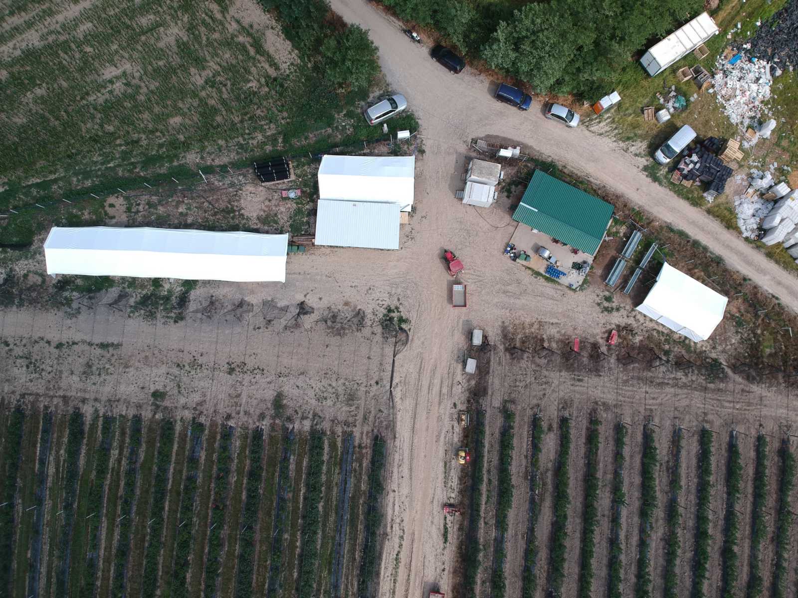 Prodajem zasad borovnice Sabac Varna 4