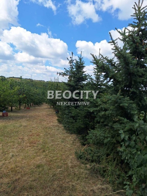 Plac, Sremčica, Bicin potok ID: 123837 4