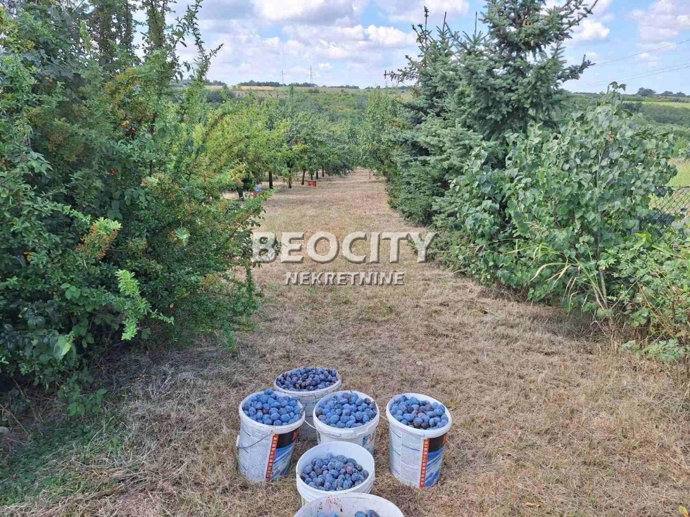 Plac, Sremčica, Bicin potok ID: 123837 5