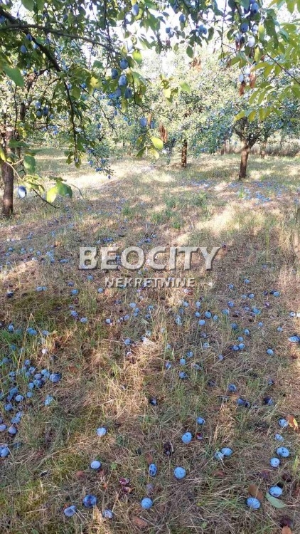 Plac, Sremčica, Bicin potok ID: 123837 6