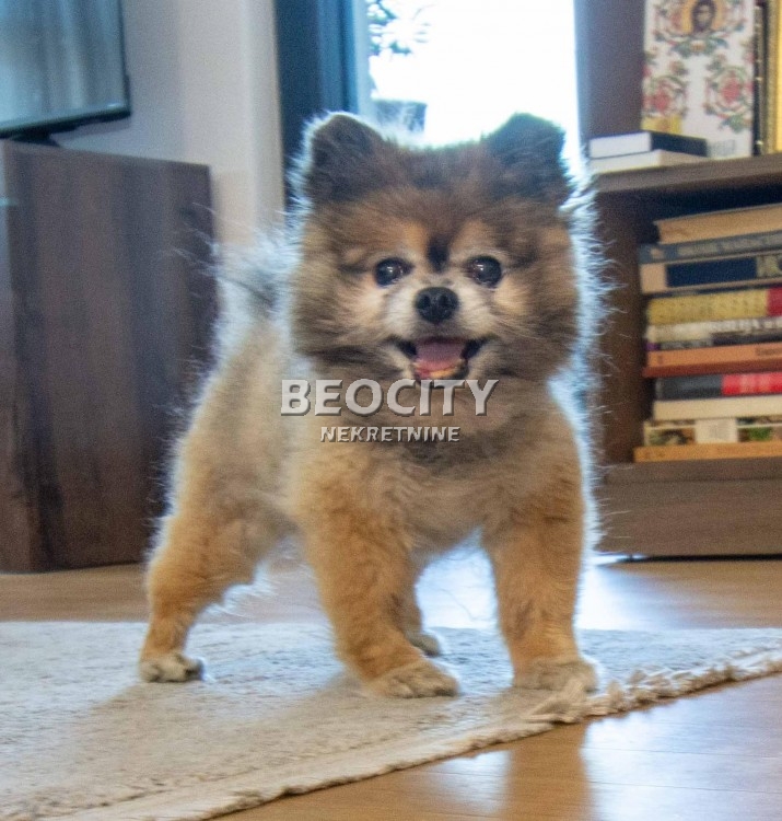 Trosoban stan, 61 m2, Šumice, Ustanička ID: 124180 6