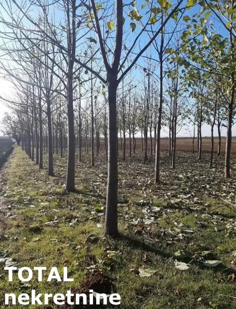 Kuca,SREMSKA MITROVICA,SALAS NOCAJSKI,kv: 60.00, € 62000, ID: 3091259 9