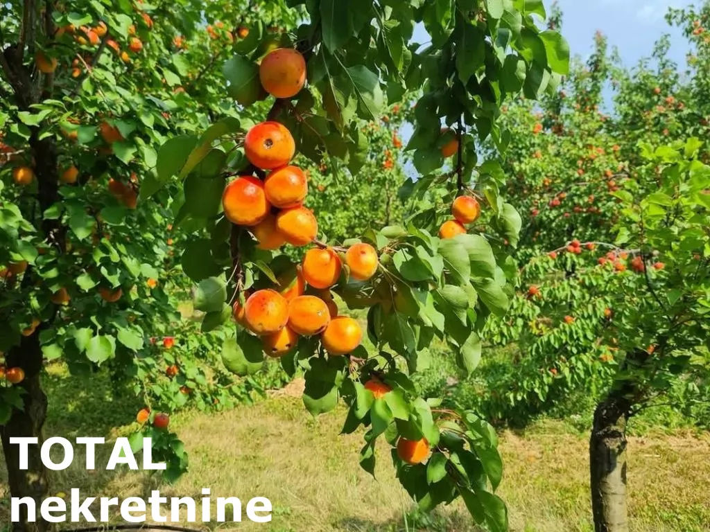 Plac,RUMENKA,RUMENKA,kv: 11019.00, € 66950, ID: 7089842 1