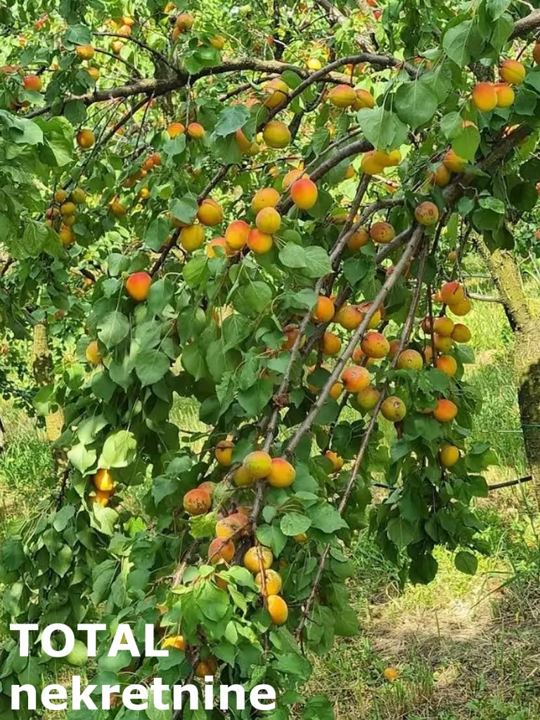 Plac,RUMENKA,RUMENKA,kv: 11019.00, € 66950, ID: 7089842 2