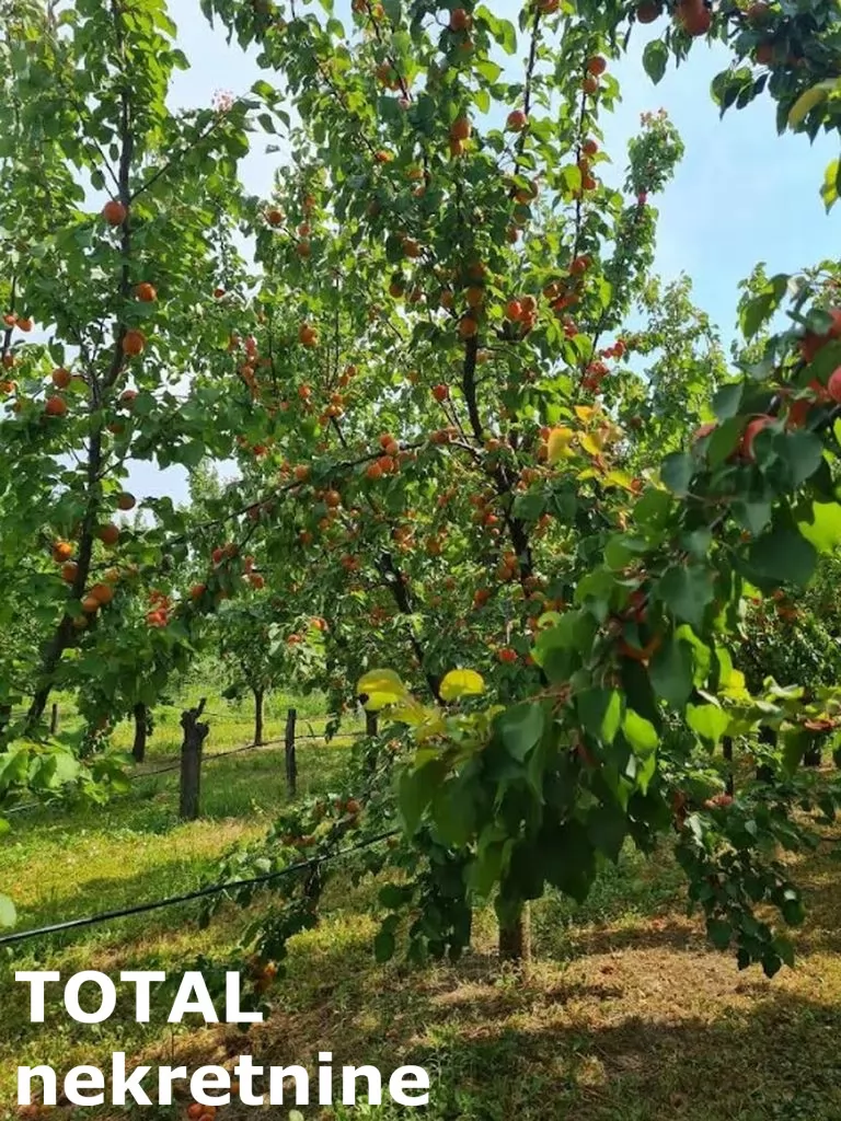 Plac,RUMENKA,RUMENKA,kv: 11019.00, € 66950, ID: 7089842 4